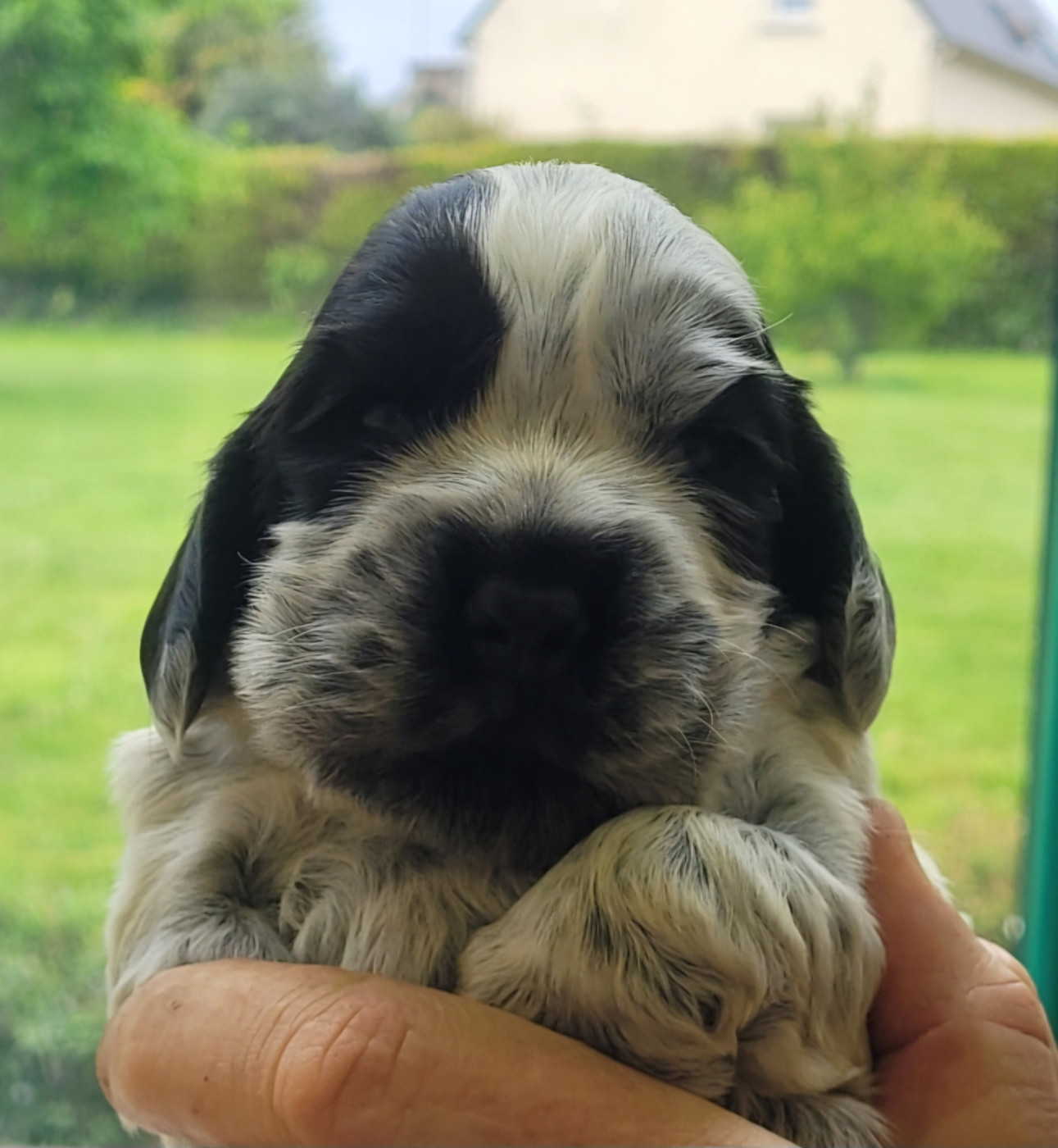 des Epinais - NOUVELLE PORTEE PREVUE