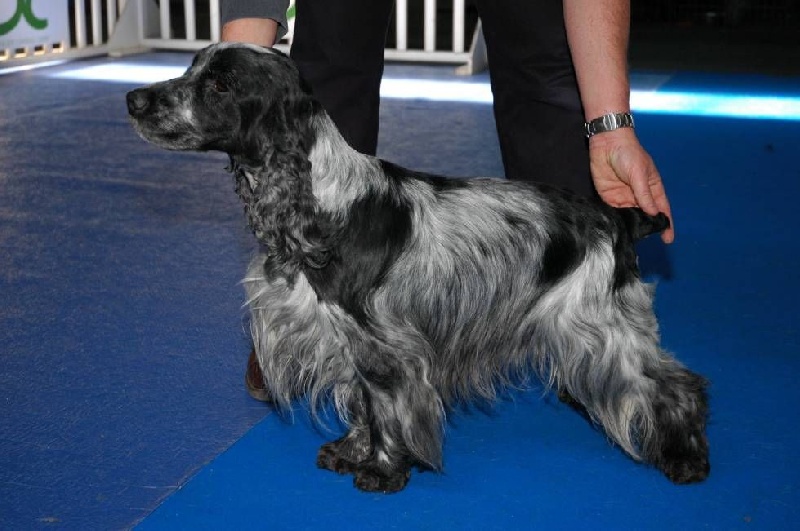 divers chiens de l elevage 